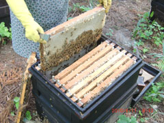 喜多方　三浦養蜂場　会津産とちの蜂蜜「なめてみらんしょ」