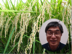 会津喜多方の低農薬米　村岡農場の特別栽培米
